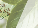 dzbk 2026 banner spletka