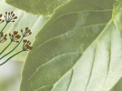 dzbk banner spletka