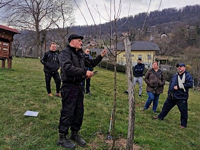 Kako pravilno obrezati sadno drevje?