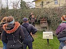 obrezovanje sadnega drevja semic